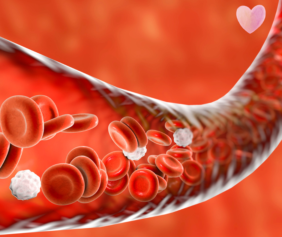 Układ limfatyczny i krwionośny